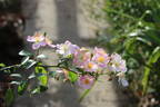 Silver River rose photo