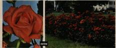 Zorina rose photo