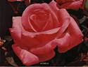 Domila rose photo