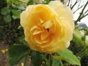 Indiane rose photo
