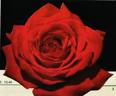 Firmament rose photo