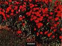 Bobino rose photo