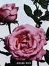 Oiseau Bleu rose photo