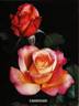 Charivari rose photo