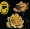 Peer Gynt rose photo