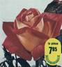 Piccadilly ® rose photo