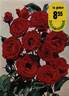 Bobino rose photo