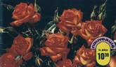 D'Artagnan ® rose photo