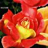 Sultane rose photo