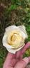 Dudley Cross rose photo