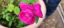Duchesse d'Albe rose photo