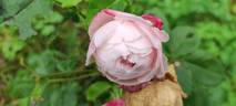 Madame Alfred de Rougemont rose photo