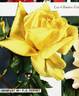Mrs. Pierre S. du Pont, Cl. rose photo