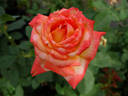 Hawaiian Delight rose photo