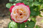Musicale rose photo