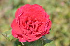 Bright Melody rose photo