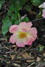 Cinderella's Song rose photo