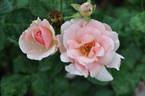 Ellen's Joy rose photo