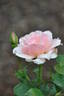 Ellen's Joy rose photo