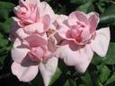 Kathy's Find rose photo