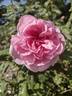 Kathy's Find rose photo