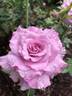 English Perfume ™ rose photo