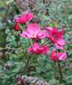 Betty Prior rose photo