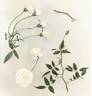 Diamond Jewel rose photo