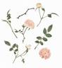 Blushing Jewel rose photo