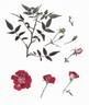 Rosy Jewel rose photo