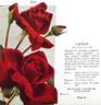 Satan rose photo