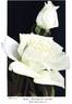 Mrs. Francis King rose photo