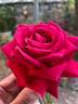 Governor Rosellini rose photo
