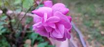 Duchesse d'Albe rose photo