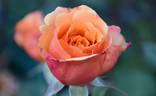 Greg Chappell rose photo
