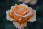 Greg Chappell rose photo