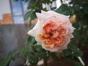 Psyche rose photo