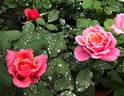 Miyabi rose photo