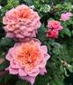 Miyabi rose photo