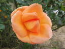 Mama Mia! rose photo