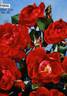 Fanal rose photo
