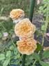 Elizabeth Stuart ® rose photo