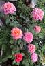 Miyabi rose photo