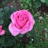New Orleans Lady rose photo