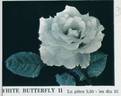 White Butterfly II rose photo