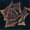 Charme de Vienne rose photo