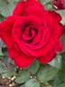 Oh My ! rose photo