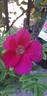 Strandperle rose photo