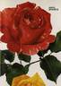 Anvil Sparks rose photo