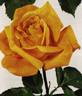 Bronze Masterpiece rose photo